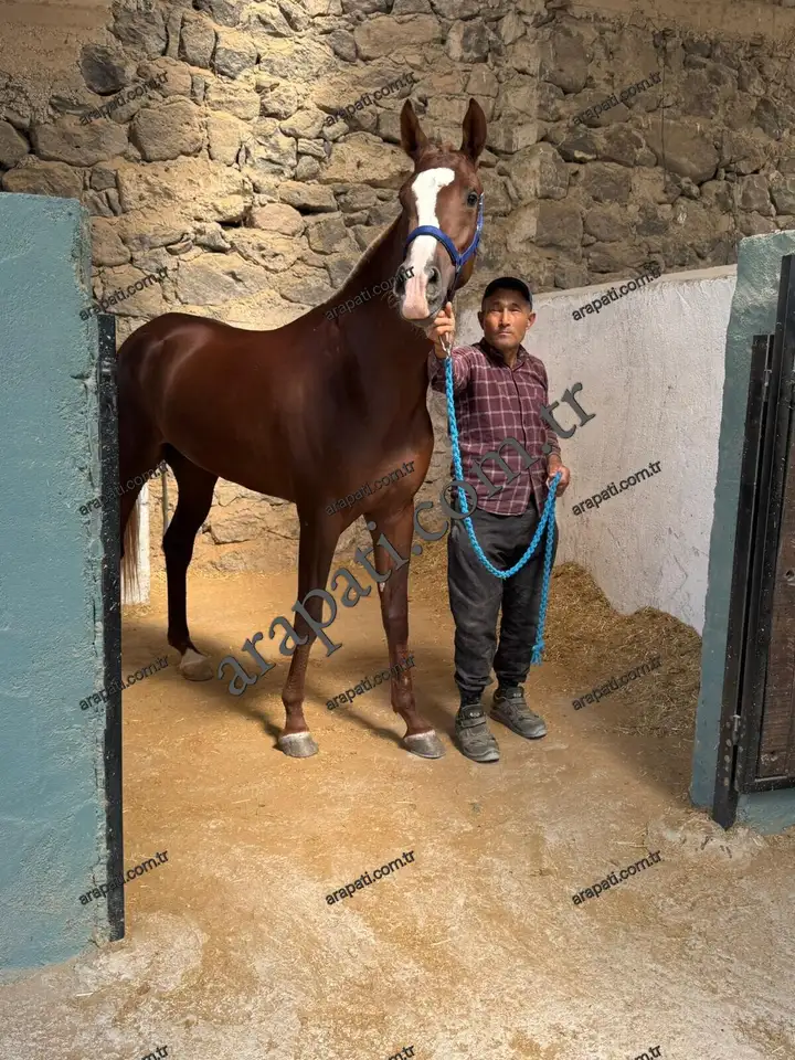 Seyis eşliğinde duran al safkan Arap atı