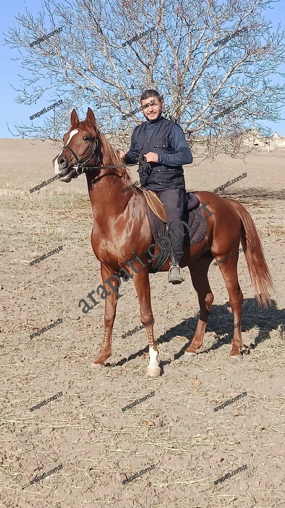 Açık arazide binicisiyle duran al at