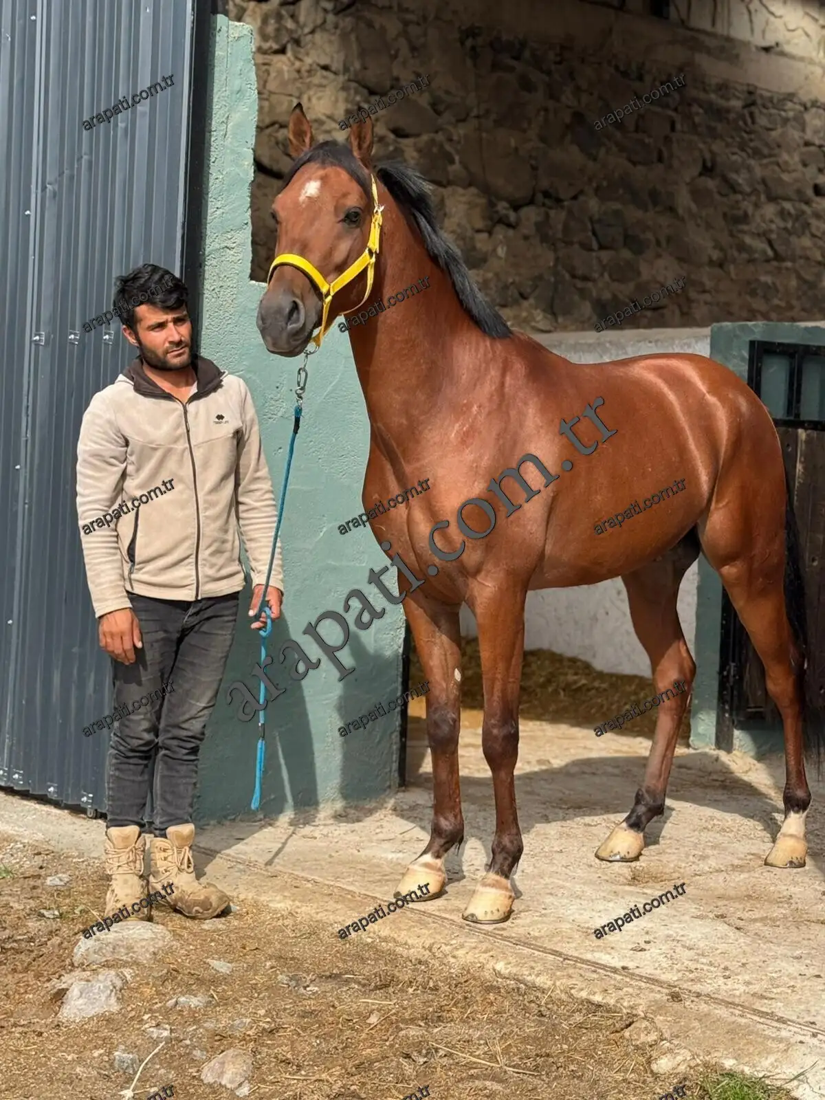 Seyisin yanında duran uzun boylu al safkan İngiliz atı
