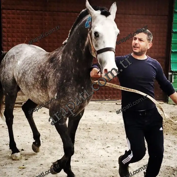 Seyisin yedekte yürüttüğü hareketli demir kırı at