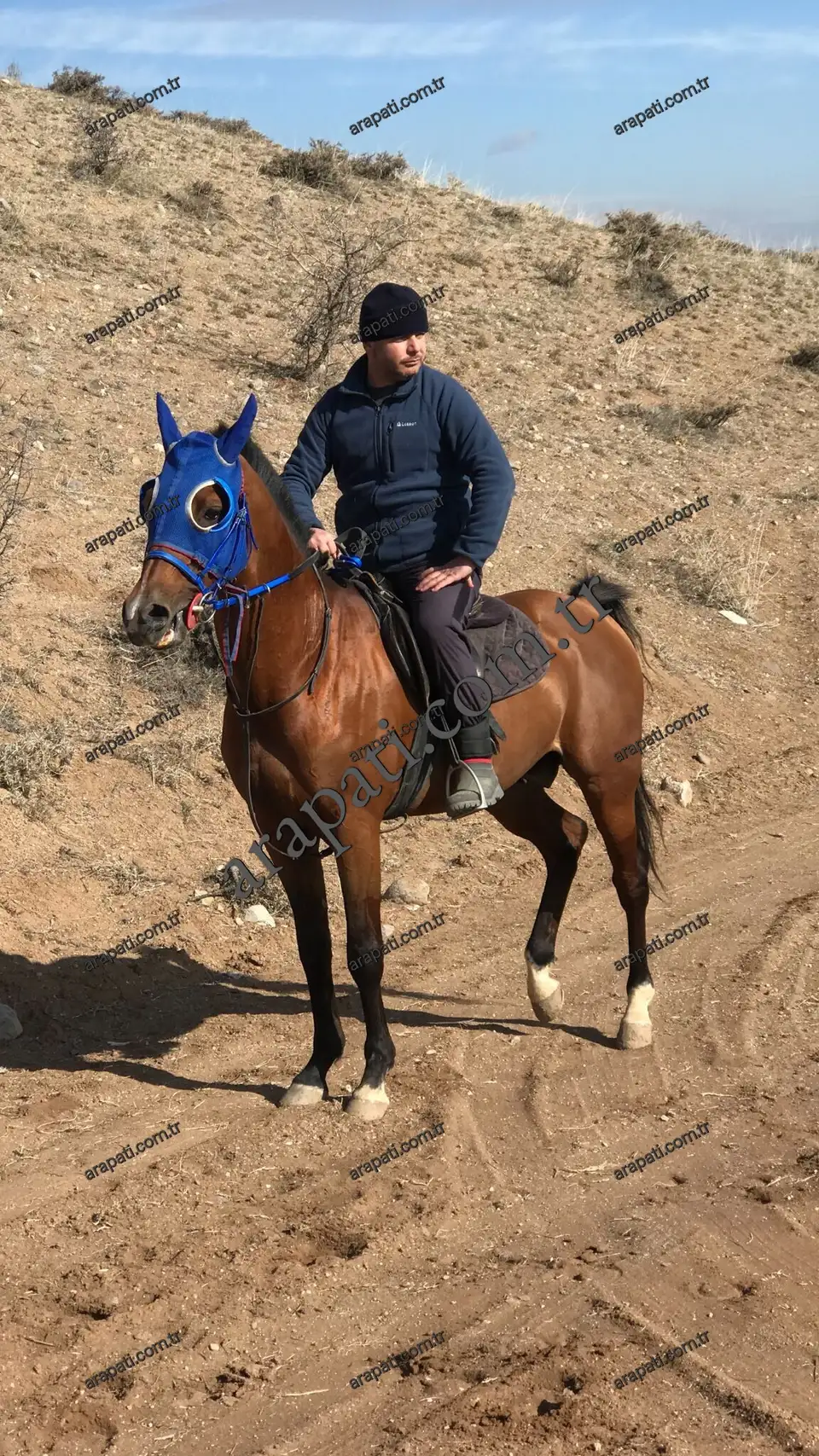 Ankara’da tepelik arazide binicisiyle duran doru at