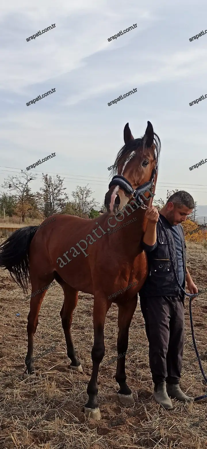 Açık alanda yularla tutulan doru kısrak