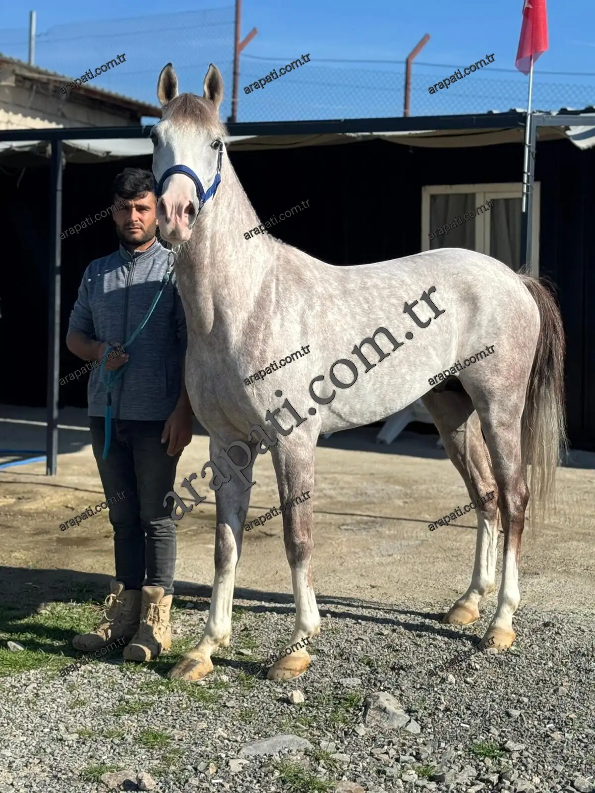 Çiftlikte seyisin yanında duran kır Arap kısrağı
