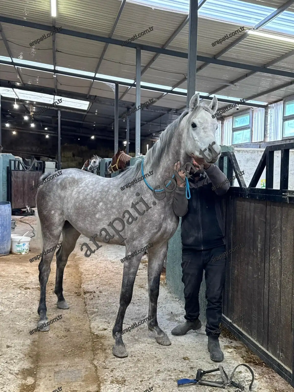 Kapalı ahırda seyisin yanında duran sakin kır at