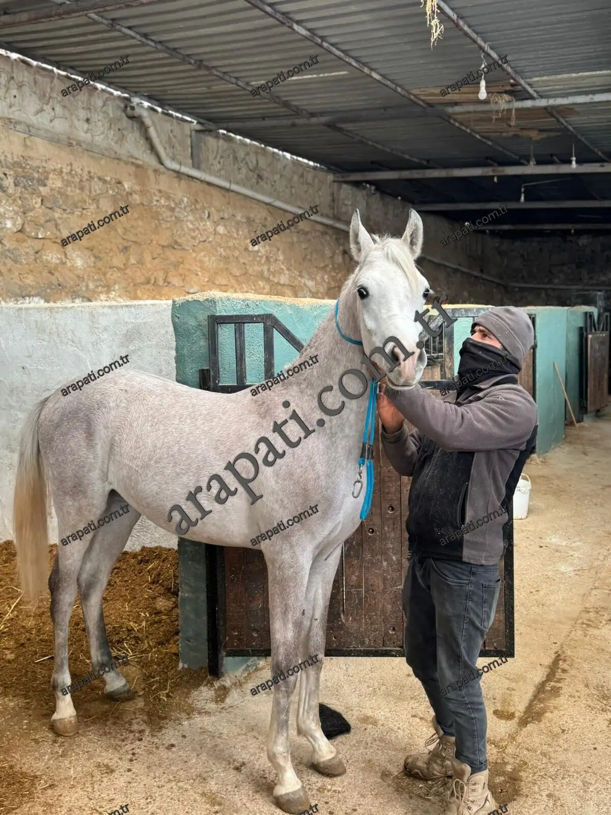 Kapalı ahır tesisinde duran kır at