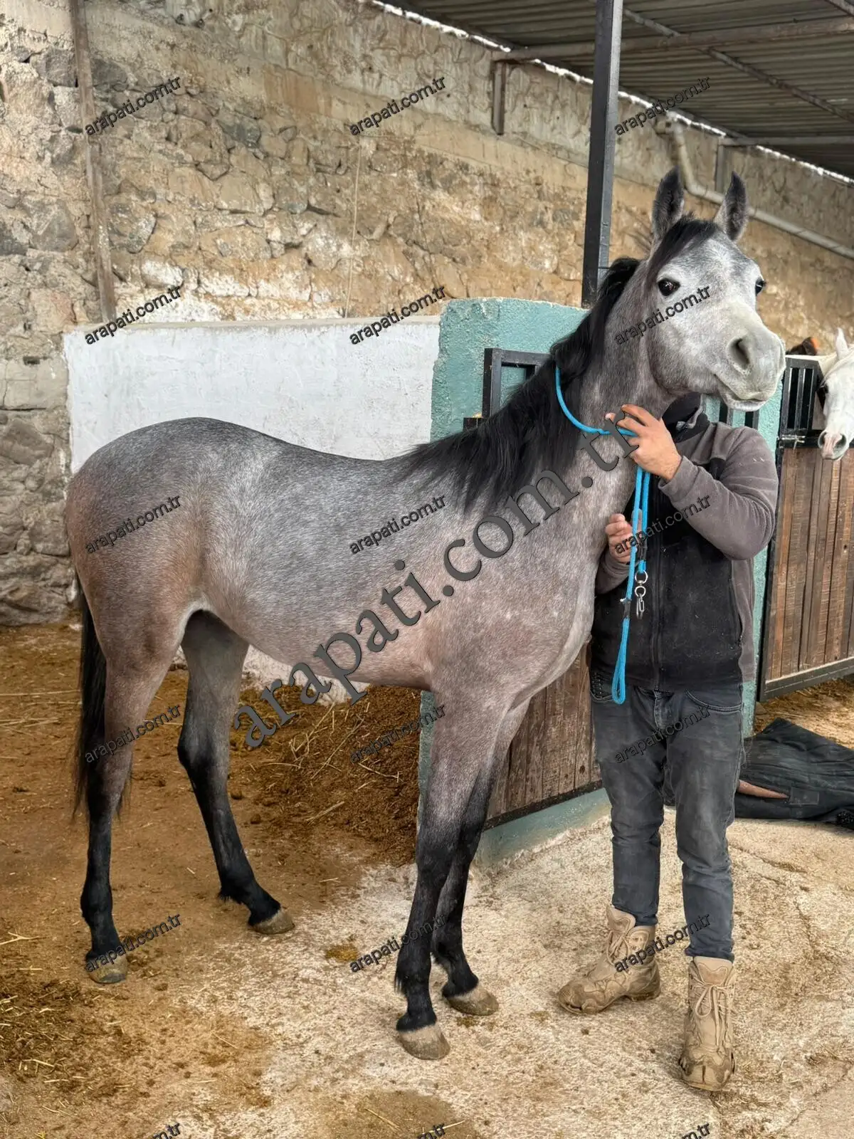 Kapalı alanda serbest dolaşan kır tay