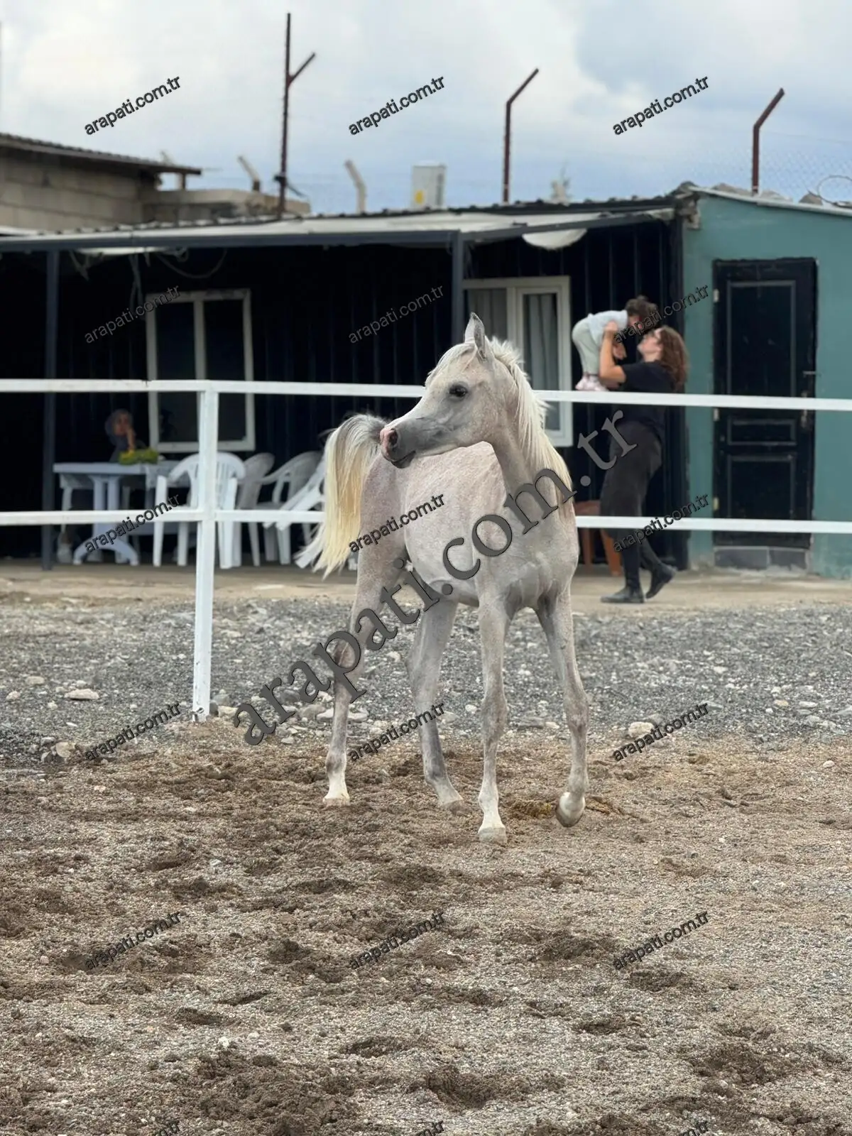 Tesisin manejinde duran genç kır at