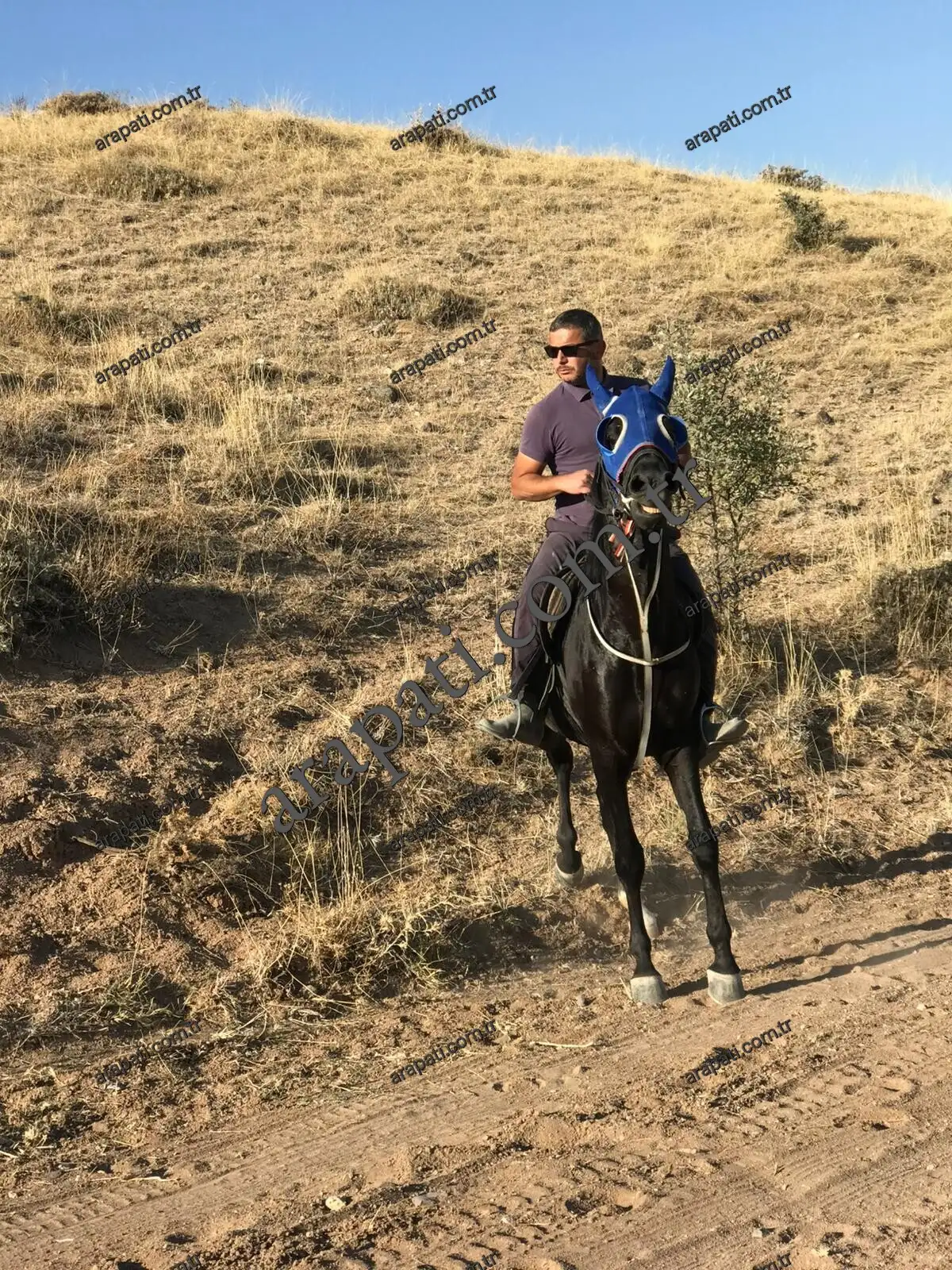 Tepelik arazide binicisiyle çalışan yağız at