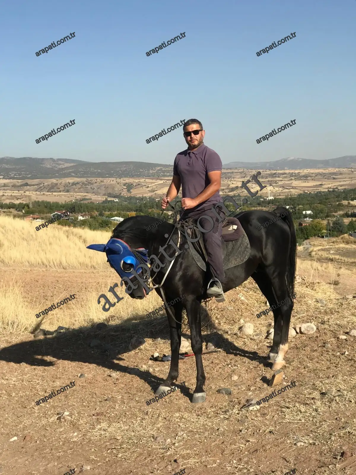 Tepelik arazide binicisiyle duran yağız binek atı